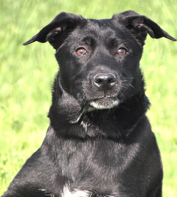 PLUTO - gutmütig, sehr freundlich, lebensfroh, lebhaft, verspielt, intelligent, neugierig, Mischling (Video auf HP) - Rüde