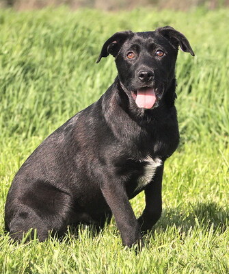 PLUTO - gutmütig, sehr freundlich, lebensfroh, lebhaft, verspielt, intelligent, neugierig, Mischling (Video auf HP) - Rüde