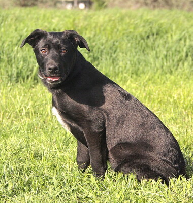 PLUTO - gutmütig, sehr freundlich, lebensfroh, lebhaft, verspielt, intelligent, neugierig, Mischling (Video auf HP) - Rüde