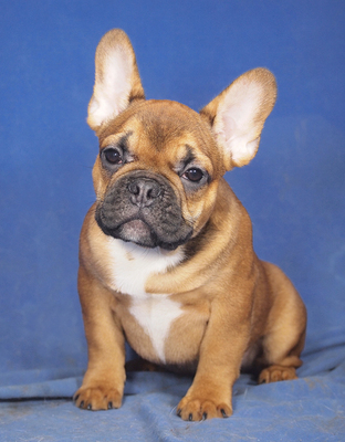 PLUTO - sehr freundlich, liebenswert, lebensfroh, aufmerksam, neugierig, klug, lebhaft, Französische Bulldogge Welpen - Rüde