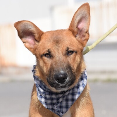 POCHOLO - Ubeda, Schäferhund-Mischling - kastriert - Rüde