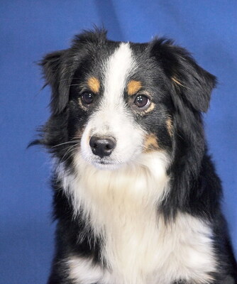 POKER - liebt alle Menschen, neugierig, bewegungsfreudig und intelligent, verschmust, katzenverträglich, anfangs etwas schüchtern, Mini Australian Shepherd - Hündin