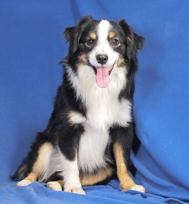 POKER - liebt alle Menschen, neugierig, bewegungsfreudig und intelligent, verschmust, katzenverträglich, anfangs etwas schüchtern, Mini Australian Shepherd - Hündin