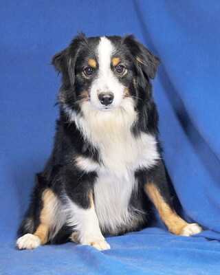 POKER - liebt alle Menschen, neugierig, bewegungsfreudig und intelligent, verschmust, katzenverträglich, anfangs etwas schüchtern, Mini Australian Shepherd - Hündin