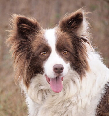 POLKA - R E S E R V I E R T !!!!! sehr freundlich, sensibel, anhänglich, äußerst intelligent, durchschnittlicher Bewegungsdrang, anfangs etwas ängstlich, Border Collie (Video auf HP) - Hündin