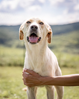 POLLY - R E S E R V I E R T !!!!! zutraulich, kontaktfreudig, aktiv, lebhaft, bewegungsfreudig, agil, lebenslustig, freundlich, gutmütig, Mischling (Video auf HP) - Hündin
