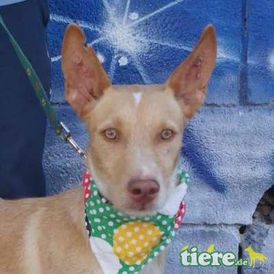 POMODORO - Ubeda, Podenco - kastriert - Rüde