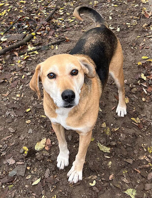 PONGO - sehr freundlich und aufgeschlossen, aufmerksam, anhänglich, intelligent, treu