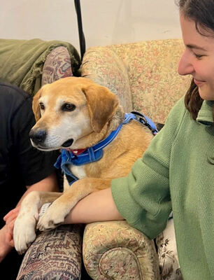PONGO - sehr freundlich und aufgeschlossen, aufmerksam, anhänglich, intelligent, treu, Mischling (Video auf HP) - Betreuungsplatz Wien - Rüde