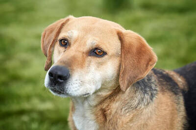 PONGO - sehr freundlich und aufgeschlossen, aufmerksam, anhänglich, intelligent, treu, Mischling (Video auf HP) - Betreuungsplatz Wien - Rüde