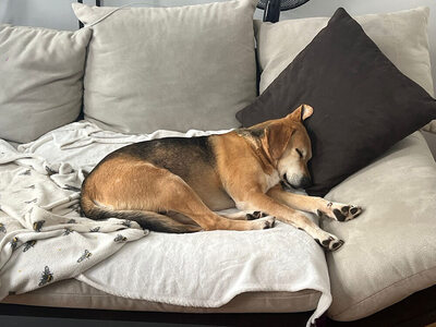 PONGO - sehr freundlich und aufgeschlossen, aufmerksam, anhänglich, intelligent, treu, Mischling (Video auf HP) - Betreuungsplatz Wien - Rüde