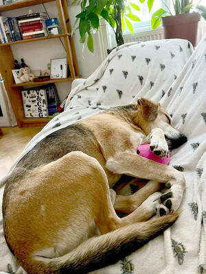 PONGO - sehr freundlich und aufgeschlossen, aufmerksam, anhänglich, intelligent, treu, Mischling (Video auf HP) - Betreuungsplatz Wien - Rüde