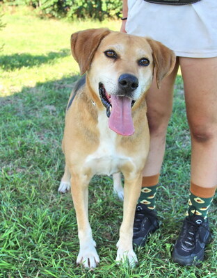 PONGO - sehr freundlich und aufgeschlossen, aufmerksam, anhänglich, intelligent, treu, Mischling (Video auf HP) - Rüde
