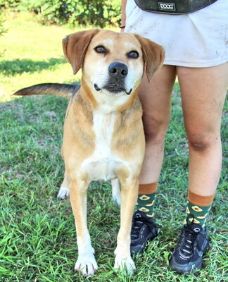 PONGO - sehr freundlich und aufgeschlossen, aufmerksam, anhänglich, intelligent, treu, Mischling (Video auf HP) - Rüde