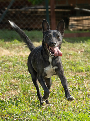 PONGO - zutraulich, menschenbezogen, liebt Spielzeug, freundlich, interessiert, Mischling (Video auf HP) - Rüde