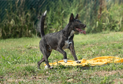 PONGO - zutraulich, menschenbezogen, liebt Spielzeug, freundlich, interessiert, Mischling (Video auf HP) - Rüde