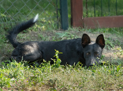 PONGO - zutraulich, menschenbezogen, liebt Spielzeug, freundlich, interessiert, Mischling (Video auf HP) - Rüde
