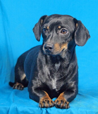 POPPY - R E S E R V I E R T !!!!! sehr lieb und anhänglich, durchschnittlicher Bewegungsdrang, fröhlich, gelehrig, Dackel Mischling - Hündin