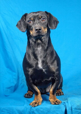 POPPY - R E S E R V I E R T !!!!! sehr lieb und anhänglich, durchschnittlicher Bewegungsdrang, fröhlich, gelehrig, Dackel Mischling - Hündin