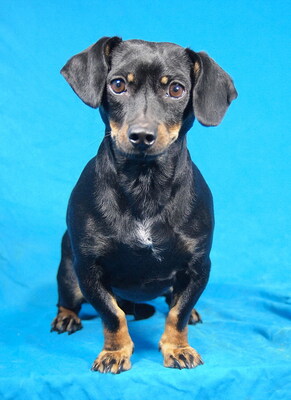 POPPY - sehr lieb und anhänglich, durchschnittlicher Bewegungsdrang, fröhlich, gelehrig