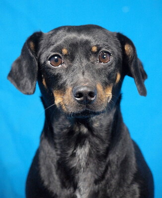 POPPY - sehr lieb und anhänglich, durchschnittlicher Bewegungsdrang, fröhlich, gelehrig, Dackel Mischling - Hündin