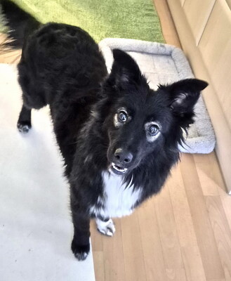 POPPY - überaus lieb und verschmust, neugierig, lebhaft, intelligent, verspielt