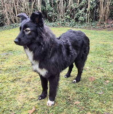 POPPY - überaus lieb und verschmust, neugierig, lebhaft, intelligent, verspielt, Mischling (Video auf HP) - Betreuungsplatz Steiermark - Hündin