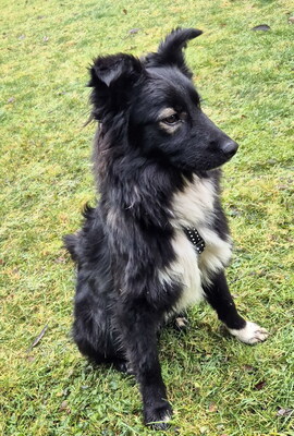 POPPY - überaus lieb und verschmust, neugierig, lebhaft, intelligent, verspielt, Mischling (Video auf HP) - Betreuungsplatz Steiermark - Hündin