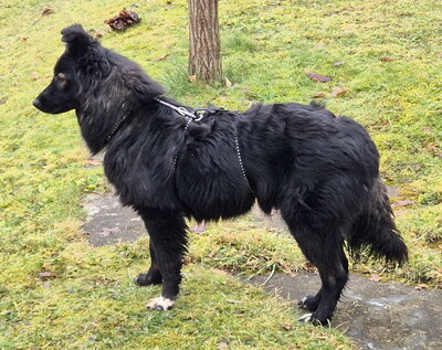 POPPY - überaus lieb und verschmust, neugierig, lebhaft, intelligent, verspielt, Mischling (Video auf HP) - Betreuungsplatz Steiermark - Hündin