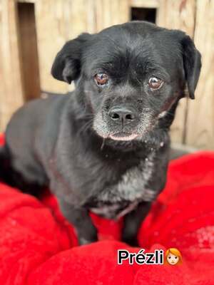 PREZLI - älterer Bub wünscht sich Geborgenheit