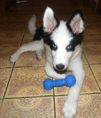 PRISCILLA, Huskymix - Hündin