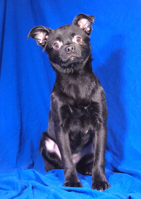 PUCKI - liebenswert, freundlich, neugierig, klug, katzenverträglich, anfangs ängstlich, Mischling Welpen - Hündin