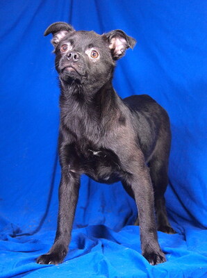 PUCKI - liebenswert, freundlich, neugierig, klug, katzenverträglich, anfangs ängstlich, Mischling Welpen - Hündin