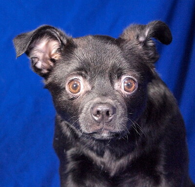 PUCKI - liebenswert, freundlich, neugierig, klug, katzenverträglich, anfangs ängstlich, Mischling Welpen - Hündin