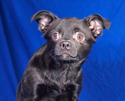 PUCKI - liebenswert, freundlich, neugierig, klug, katzenverträglich, anfangs ängstlich, Mischling Welpen - Hündin