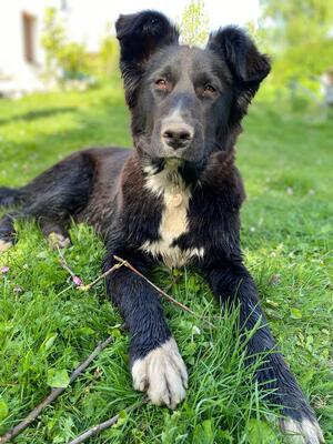 PUFFY, Mischling - Hündin