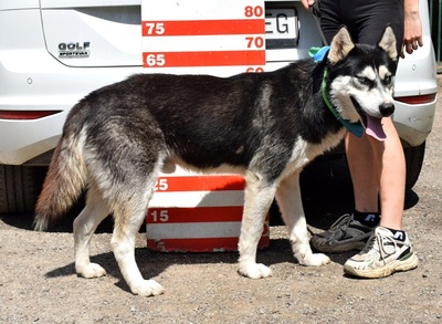 PUMA, Husky-Mischling - Rüde