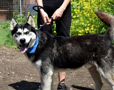 PUMA, Husky-Mischling - Rüde