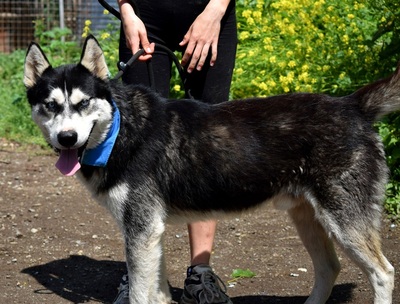 PUMA, Husky-Mischling - Rüde