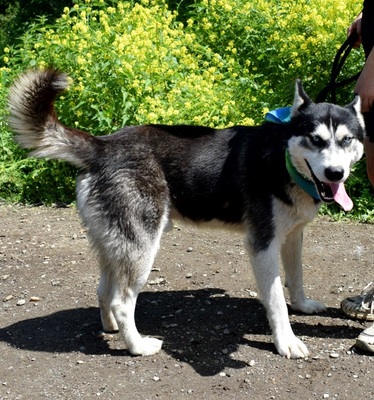 PUMA, Husky-Mischling - Rüde