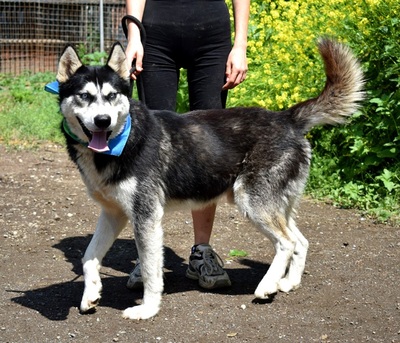 PUMA, Husky-Mischling - Rüde