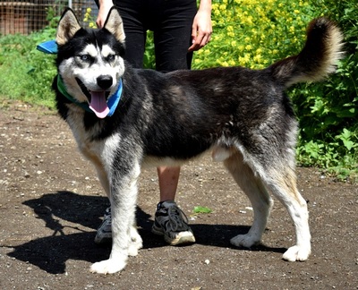 PUMA, Husky-Mischling - Rüde