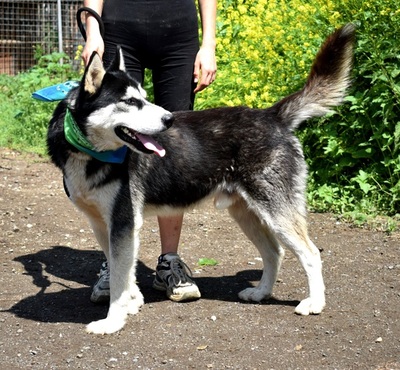 PUMA, Husky-Mischling - Rüde