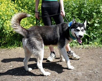 PUMA, Husky-Mischling - Rüde