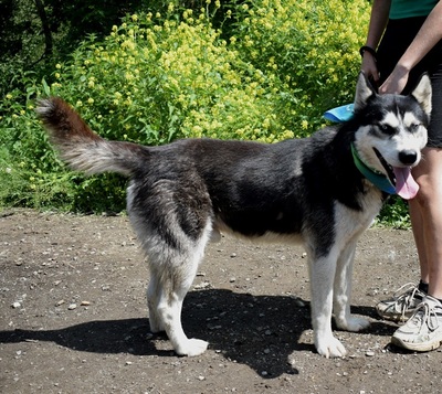 PUMA, Husky-Mischling - Rüde