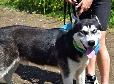 PUMA, Husky-Mischling - Rüde