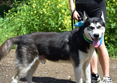 PUMA, Husky-Mischling - Rüde