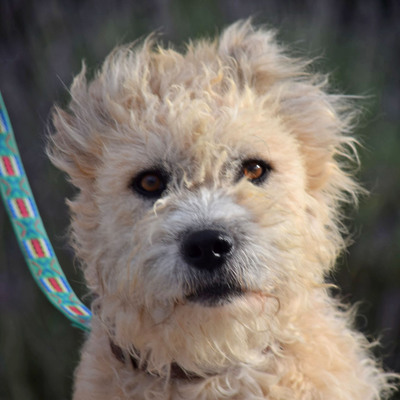 PUMBA - Ubeda, - Rüde