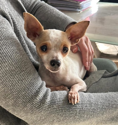 PUNKTI Amy, Chihuahuamix - Hündin