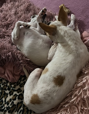 PUNKTI Amy, Chihuahuamix - Hündin